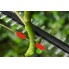Аккумуляторный кусторез-высоторез Bosch UniversalHedgePole 18 06008B3000