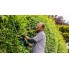 Электрический кусторез Bosch AdvancedHedgeCut 70 06008C0900