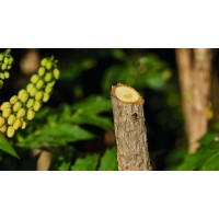 Аккумуляторный секатор Bosch EasyPrune 06008B2100 Аккумуляторный секатор Bosch EasyPrune 06008B2100