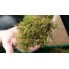Скарификатор Bosch UniversalRake 900 060088A001