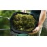 Аэратор Bosch UniversalVerticut 1100 060088A101