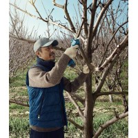 Аккумуляторный секатор Bosch Pro Pruner 06019K1021