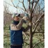 Аккумуляторный секатор Bosch Pro Pruner 06019K1021