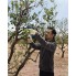 Аккумуляторный секатор Bosch Pro Pruner 06019K1021