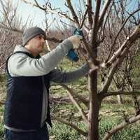 Аккумуляторный секатор Bosch Pro Pruner 06019K1021